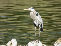 Ardea herodias