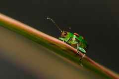 Diabrotica speciosa