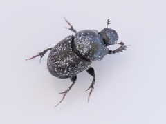 Onthophagus taurus