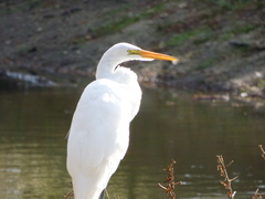 Ardea alba