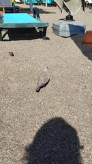 Streptopelia decaocto