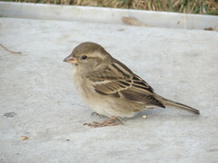 Passer domesticus