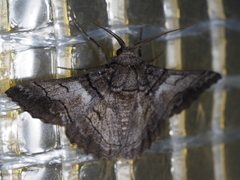 Hypobapta diffundens