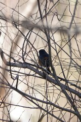 Phoenicurus frontalis