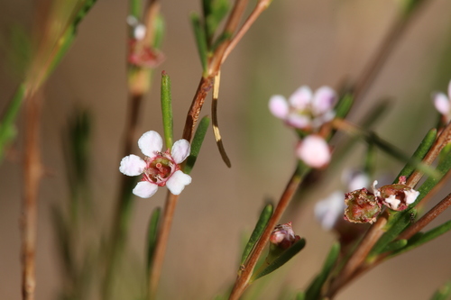 Image of Astartea affinis by (c) Hugo Innes, some rights reserved (CC BY)