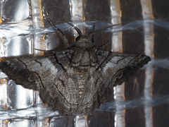 Hypobapta diffundens