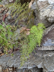 Onychium siliculosum