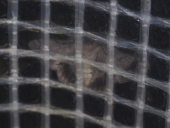 Hypobapta diffundens