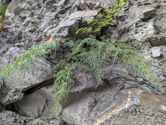 Onychium siliculosum