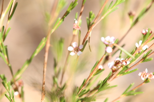 Image of Astartea affinis by (c) Hugo Innes, some rights reserved (CC BY)
