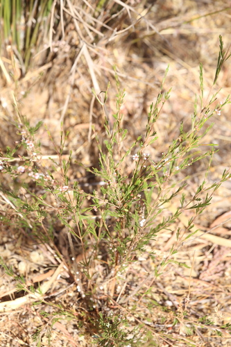 Image of Astartea affinis by (c) Hugo Innes, some rights reserved (CC BY)