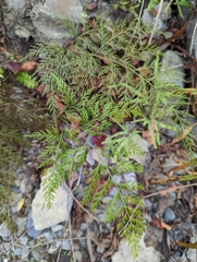 Onychium siliculosum