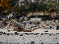 Agama aculeata aculeata