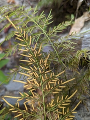 Onychium siliculosum