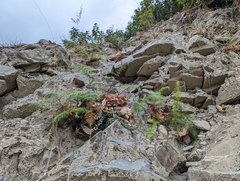 Onychium siliculosum