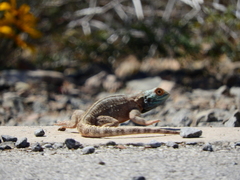 Agama aculeata aculeata