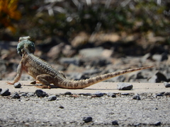 Agama aculeata aculeata