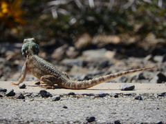 Agama aculeata aculeata