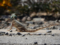 Agama aculeata aculeata