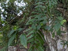 Acalypha matsudae