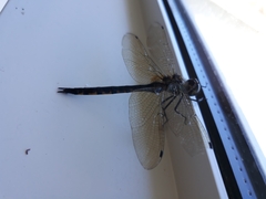 Hemicordulia armstrongi