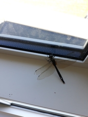 Hemicordulia armstrongi