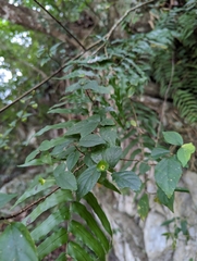 Acalypha matsudae