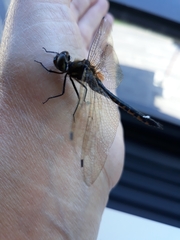 Hemicordulia armstrongi