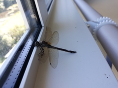 Hemicordulia armstrongi