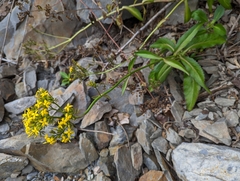 Kalanchoe integra