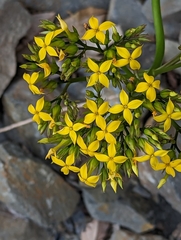 Kalanchoe integra
