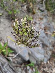 Kalanchoe integra