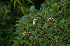 Ardisia