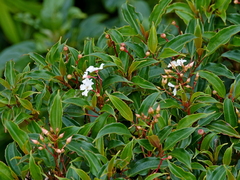 Ardisia