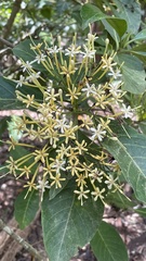 Tarenna dallachiana expandens