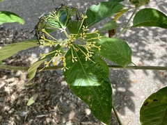 Tarenna dallachiana expandens