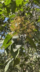 Tarenna dallachiana expandens