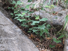 Mallotus paniculatus formosanus