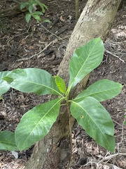 Tarenna dallachiana expandens