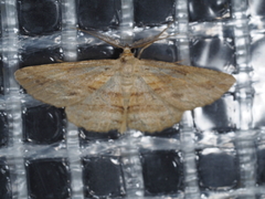 Syneora lithina