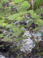 Mallotus paniculatus formosanus