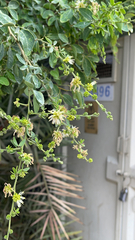 Pithecellobium dulce