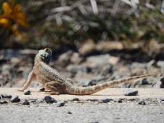 Agama aculeata aculeata