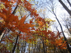 Acer mandshuricum