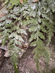 Asplenium oldhamii