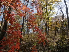 Acer mandshuricum