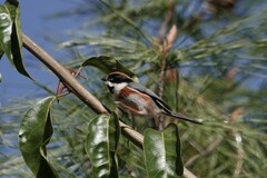 Aegithalos concinnus