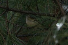 Phylloscopus proregulus