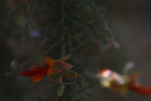 Image of Grey Stinkwood (Jacksonia furcellata) by (c) Hugo Innes, some rights reserved (CC BY)
