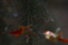 Jacksonia furcellata